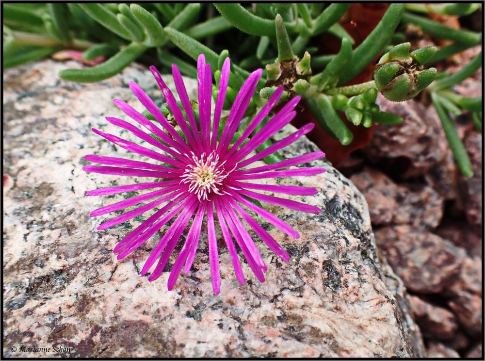 ...Mittagsblümchen ... Delosperma cooperi...