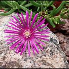 ...Mittagsblümchen ... Delosperma cooperi...