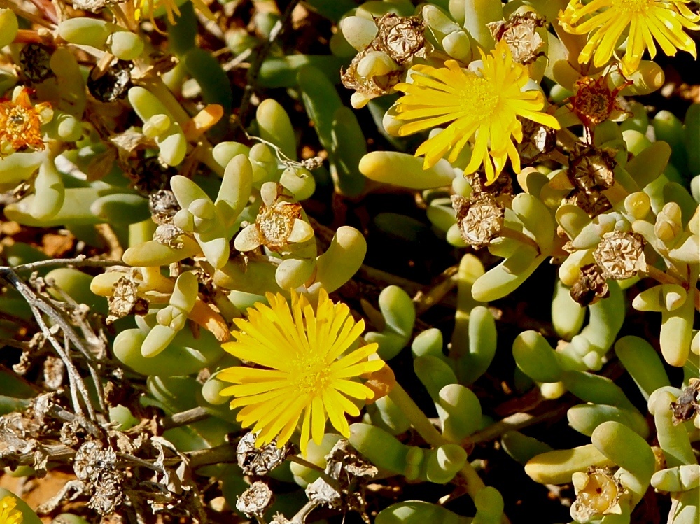 Mittagsblümchen in der Wildnis