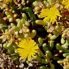 Mittagsblümchen in der Wildnis