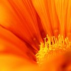 *Mittagsblume* 09072014