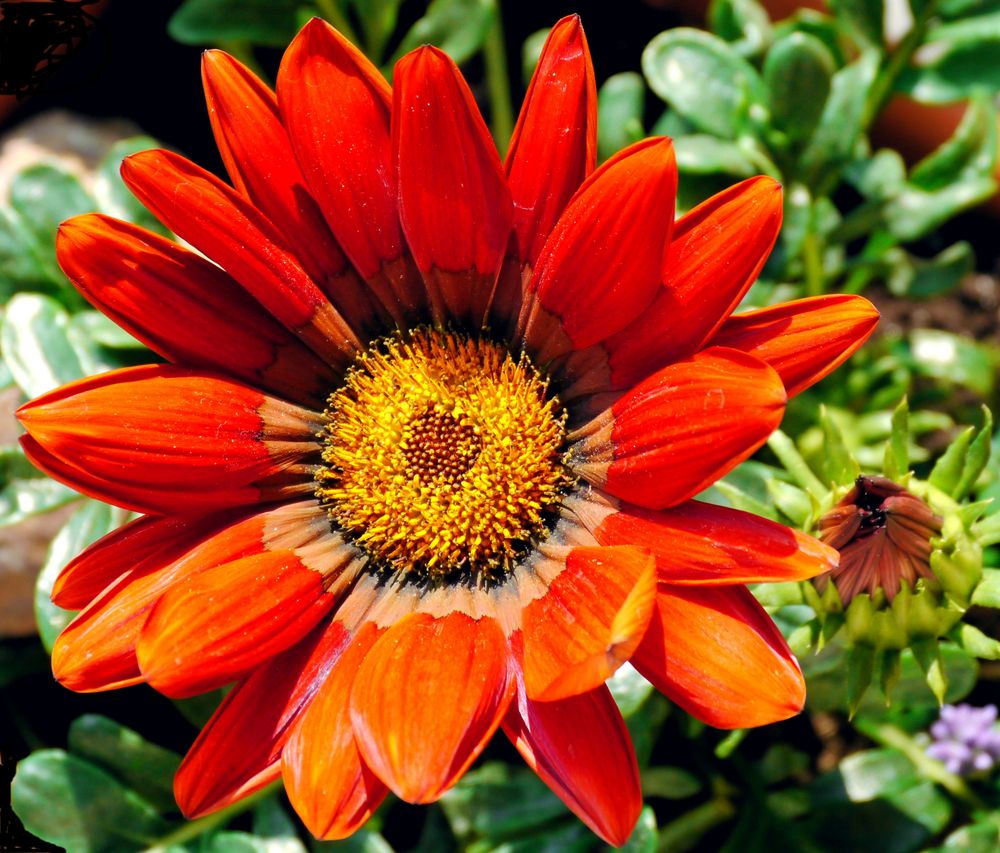 Mittagsblume Bilder: Zeichnen lernen mit der Mittagsblume