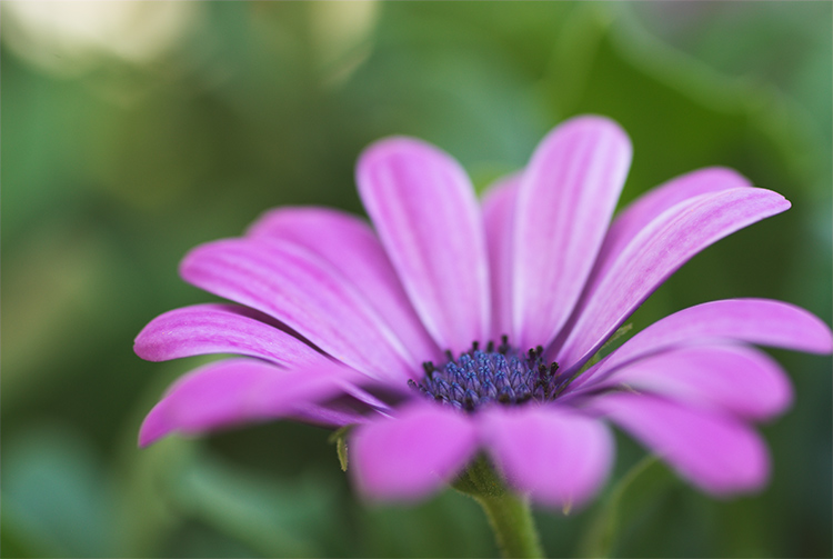 Mittagsblume