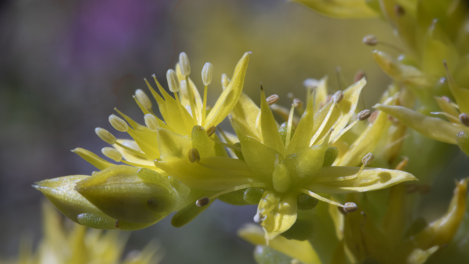 Mittagsblume