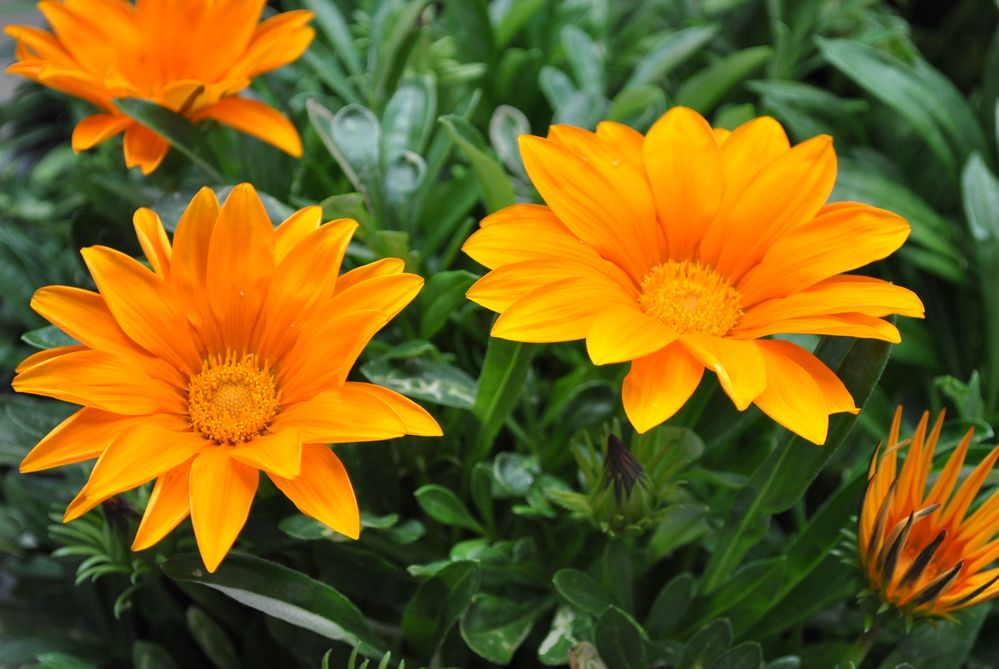 Mittagsblume Bilder: Zeichnen lernen mit der Mittagsblume