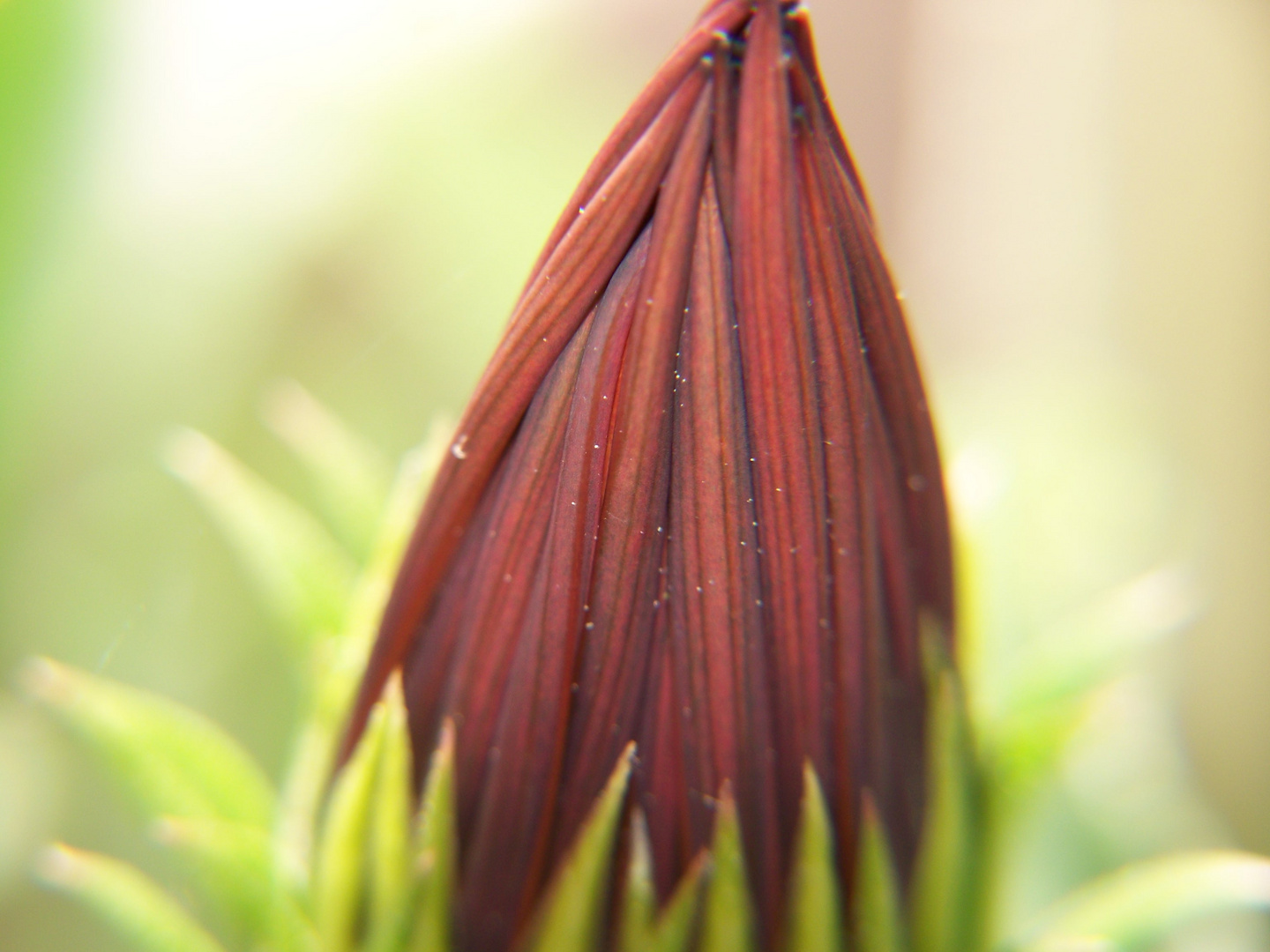 Mittagsblume