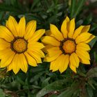 Mittagsblume auf dem sonnigen Balkon