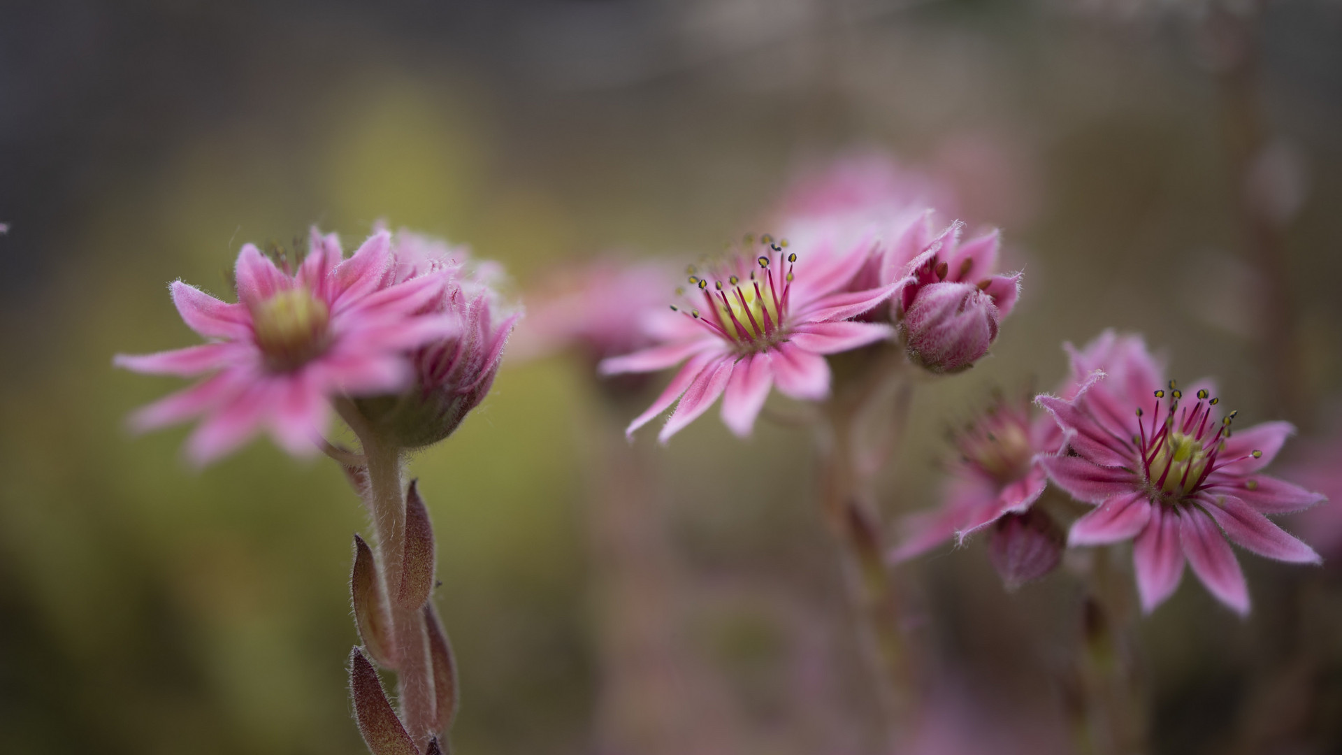 Mittagsblume