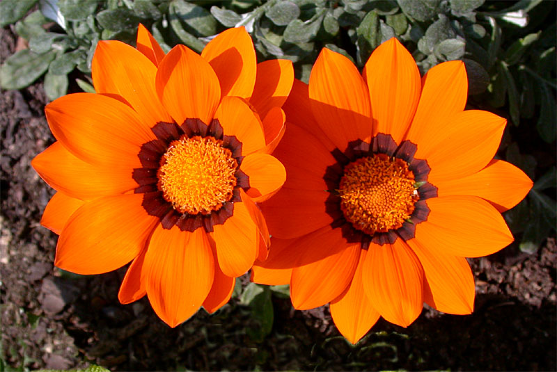 Willkommen, liebe Kunstliebhaber!  Entdecke die Magie der Mittagsblumen-Bilder!