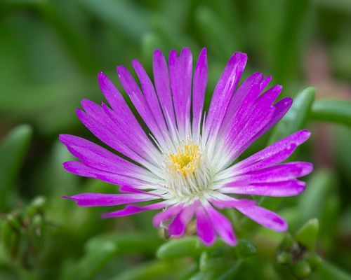 Mittagsblume. (Delosperma)