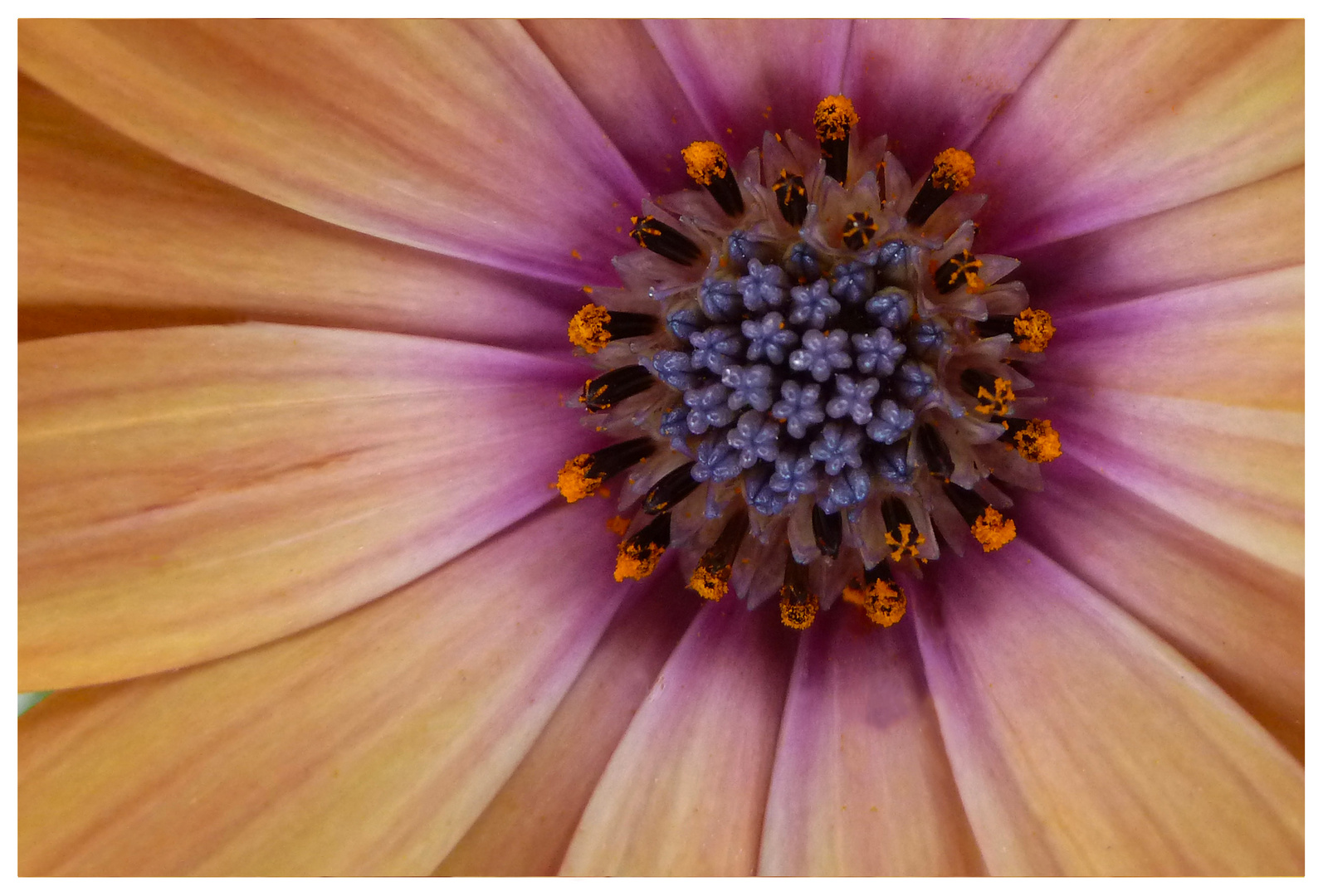 Mittagsblume - Dorotheanthus bellidiformis