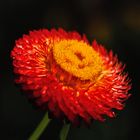 Mittagsblume_ DSC_0108