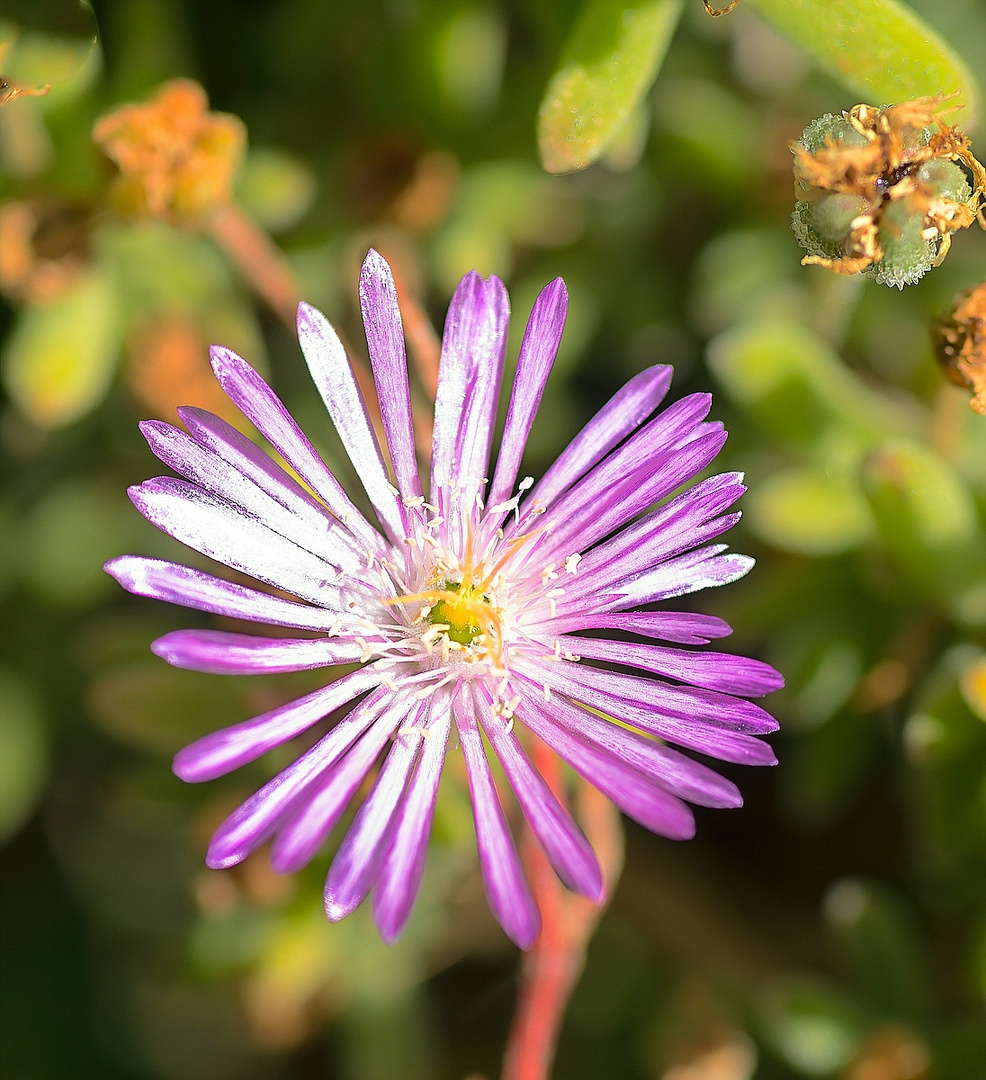 Mittagsblume