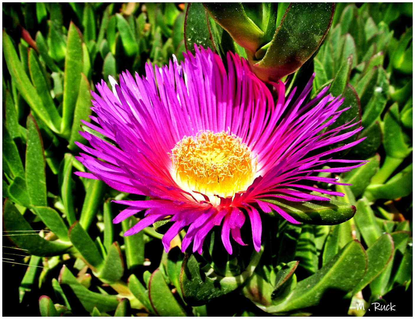 Mittagsblume im Sonnenlicht 