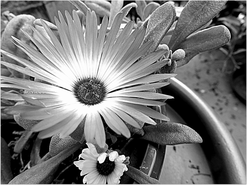 Mittagsblume in Schwarz Weiß