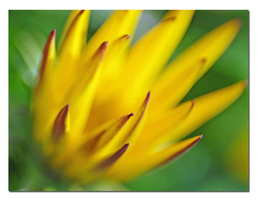 Mittagsblume in weichem Sonnenlicht