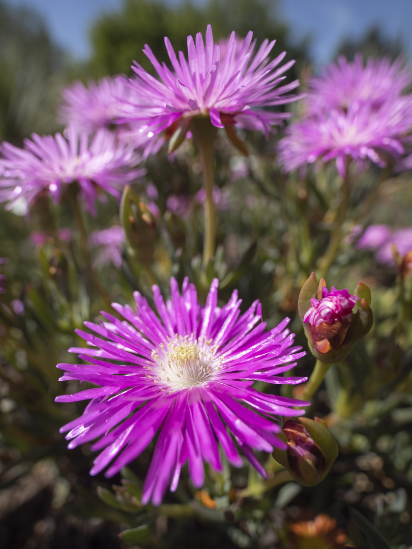 Mittagsblume (Lampranthus spectabilis)