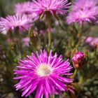 Mittagsblume (Lampranthus spectabilis)