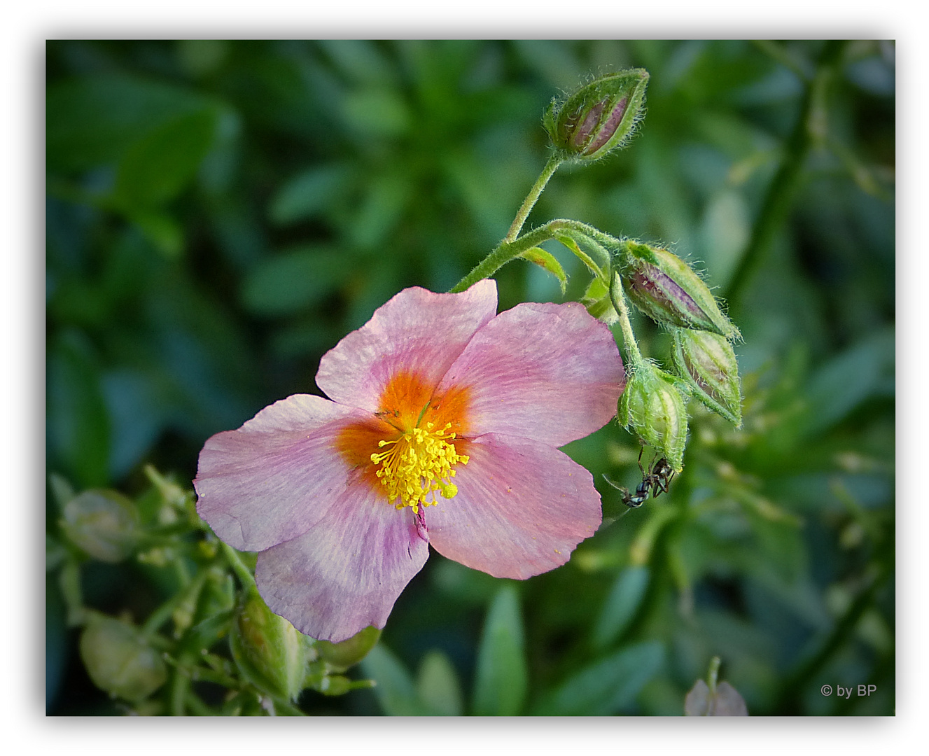 Mittagsblume mit Besuch.