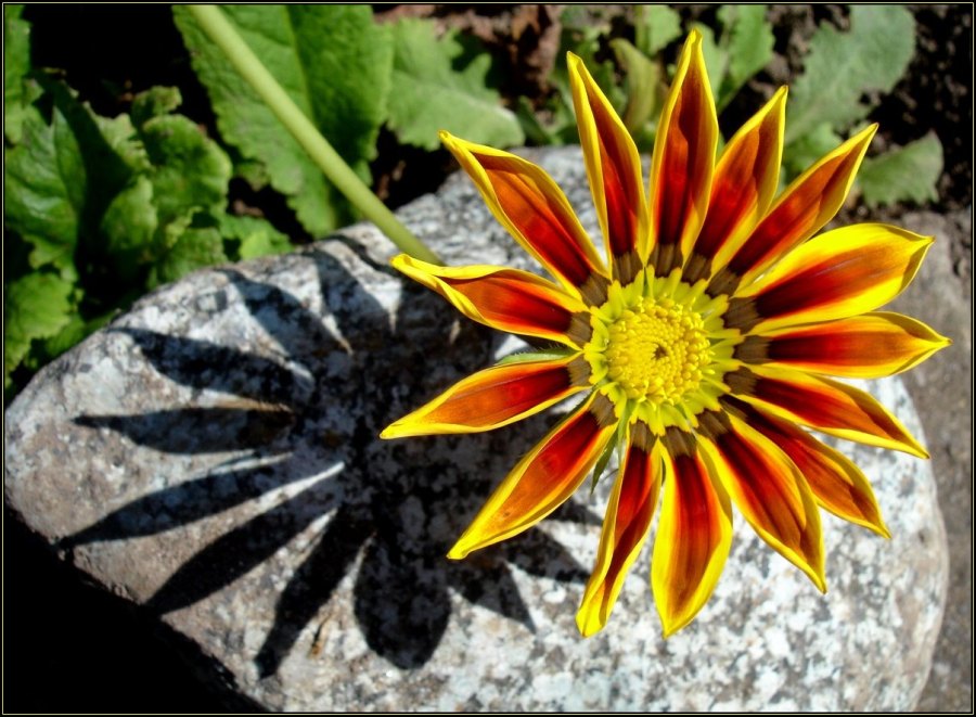 Mittagsblume mit ihrem Mittagsschatten