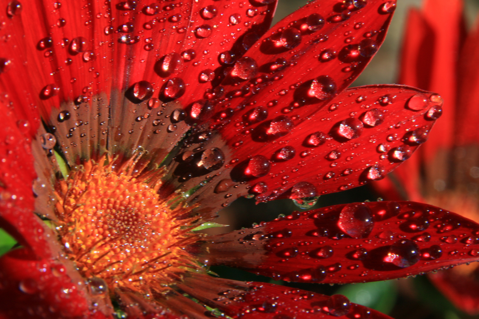 Mittagsblume nach einem Regenschauer