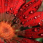 Mittagsblume nach einem Regenschauer