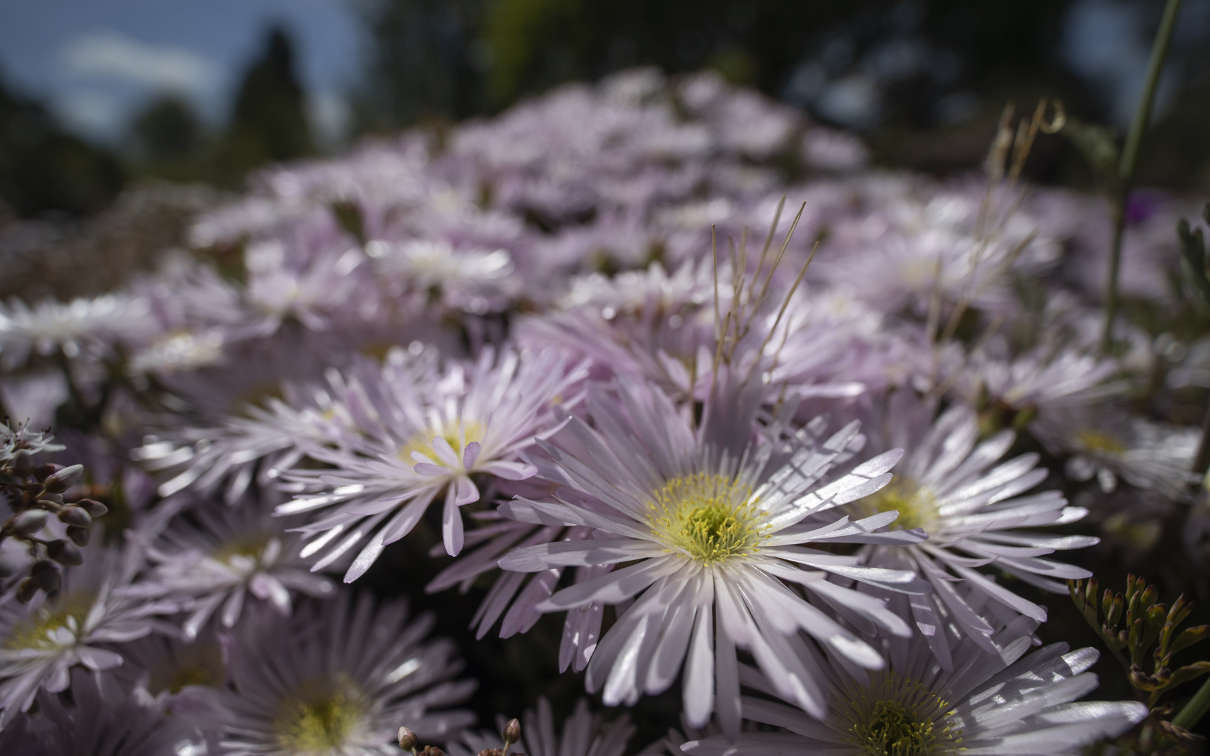 Mittagsblumen