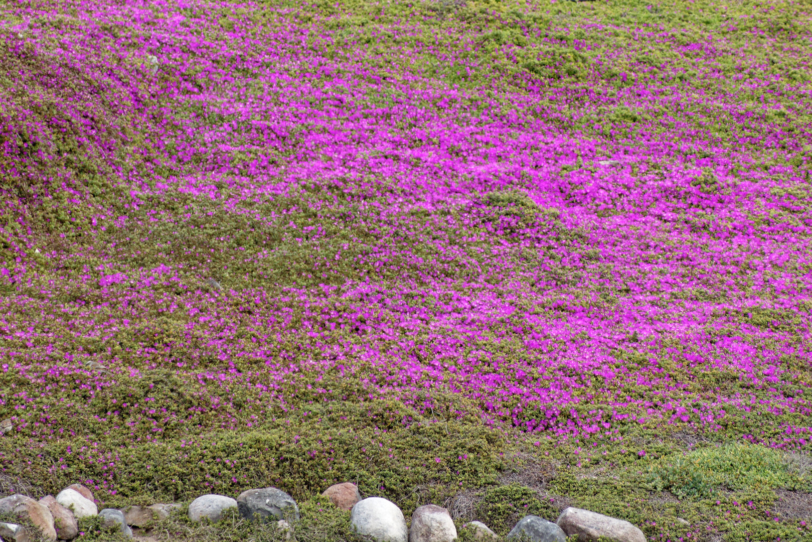 Mittagsblumen