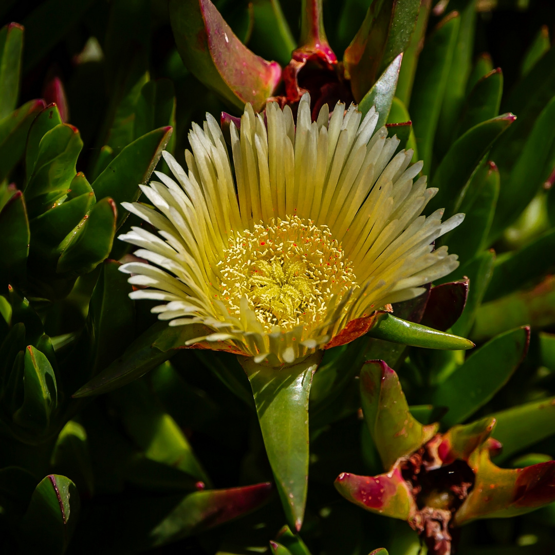 Mittagsblumen