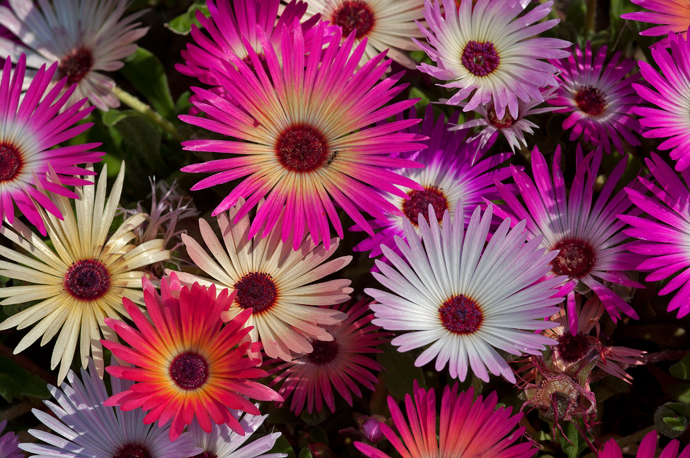 Willkommen, liebe Kunstliebhaber!  Entdecke die Magie der Mittagsblumen-Bilder!