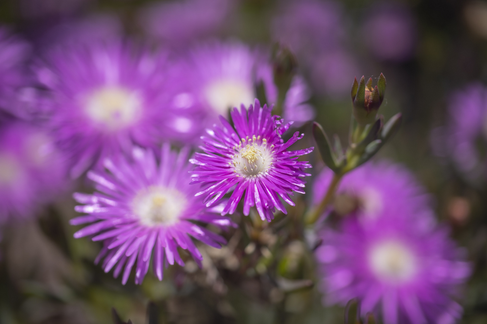 Mittagsblumen