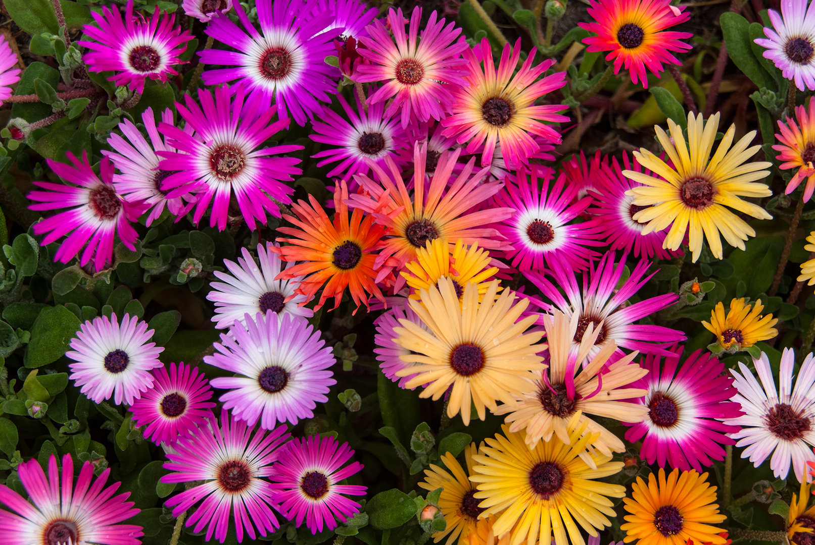 Willkommen, liebe Kunstliebhaber!  Entdecke die Magie der Mittagsblumen-Bilder!