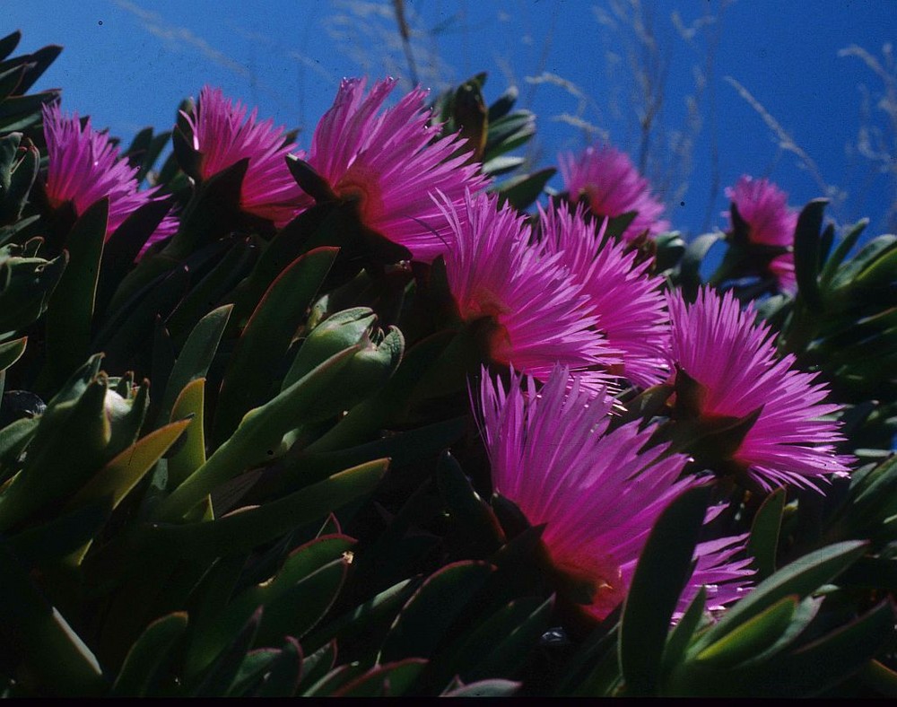 Mittagsblumen am Straßenrand