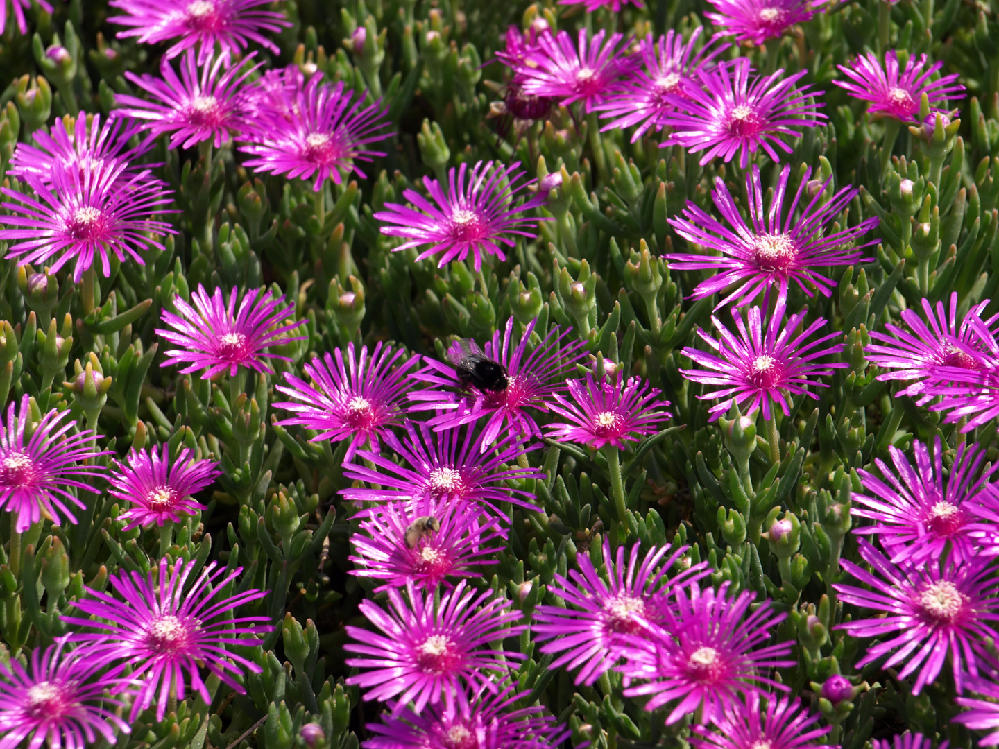 Willkommen, liebe Kunstliebhaber!  Entdecke die Magie der Mittagsblumen-Bilder!