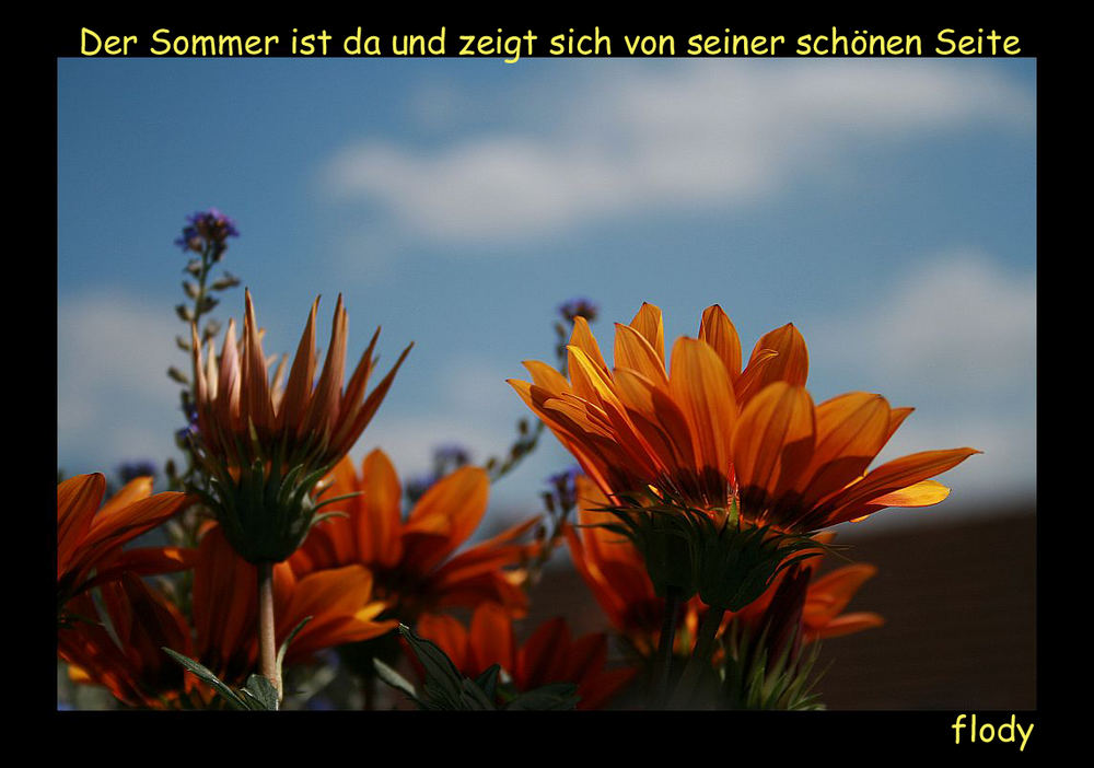 "" Mittagsblumen ""