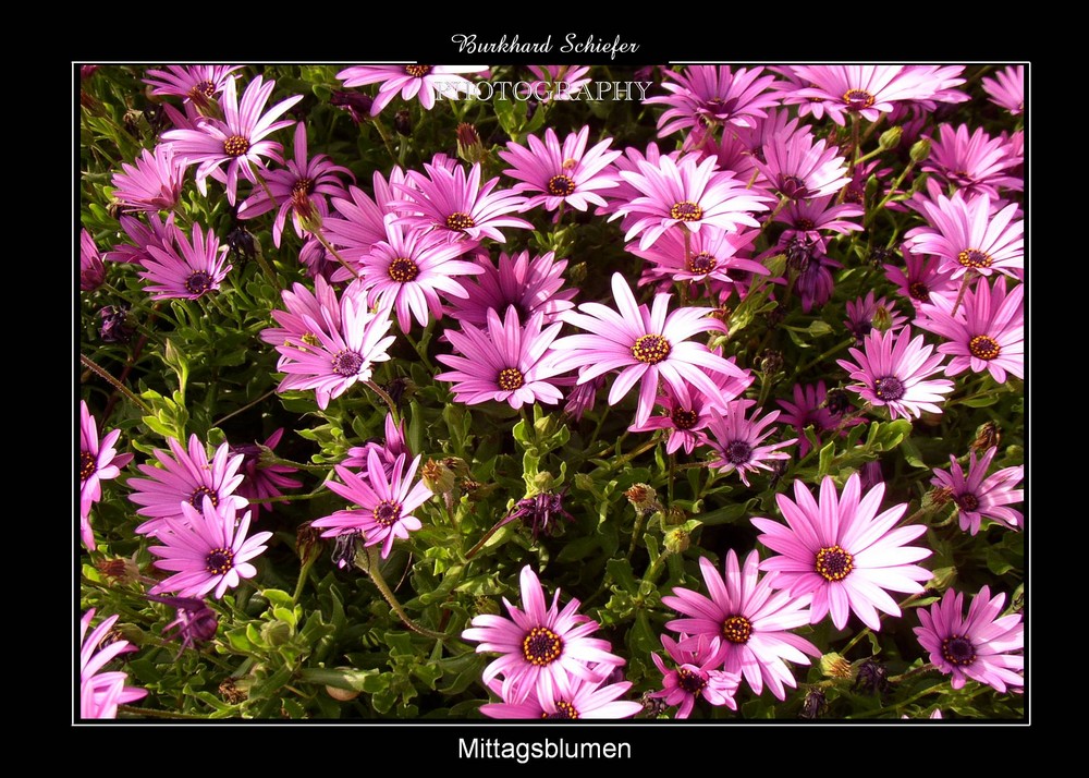 Willkommen, liebe Kunstliebhaber!  Entdecke die Magie der Mittagsblumen-Bilder!