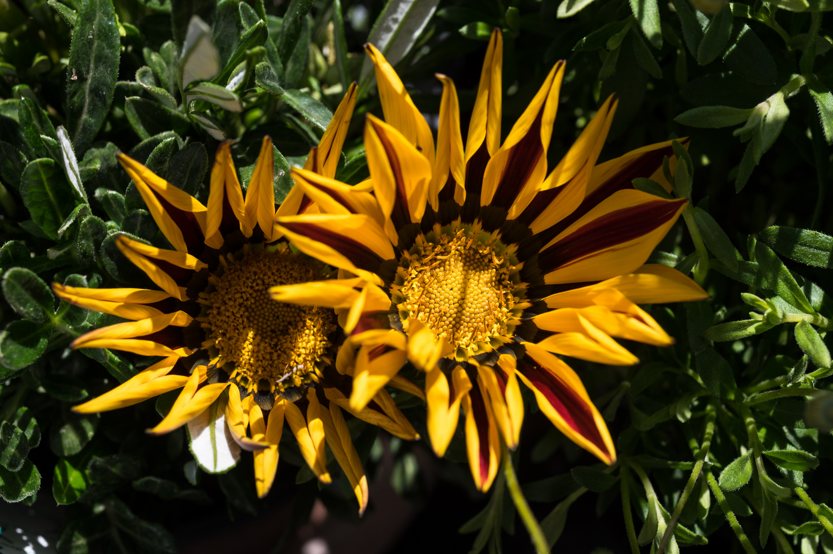 Willkommen, liebe Kunstliebhaber!  Entdecke die Magie der Mittagsblumen-Bilder!