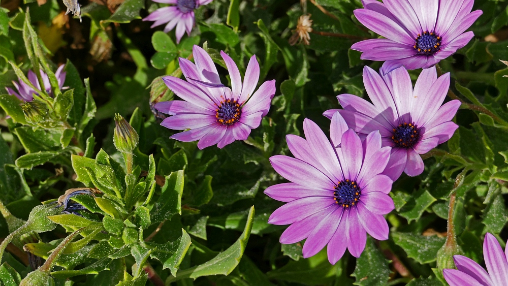 Mittagsblumen im Februar