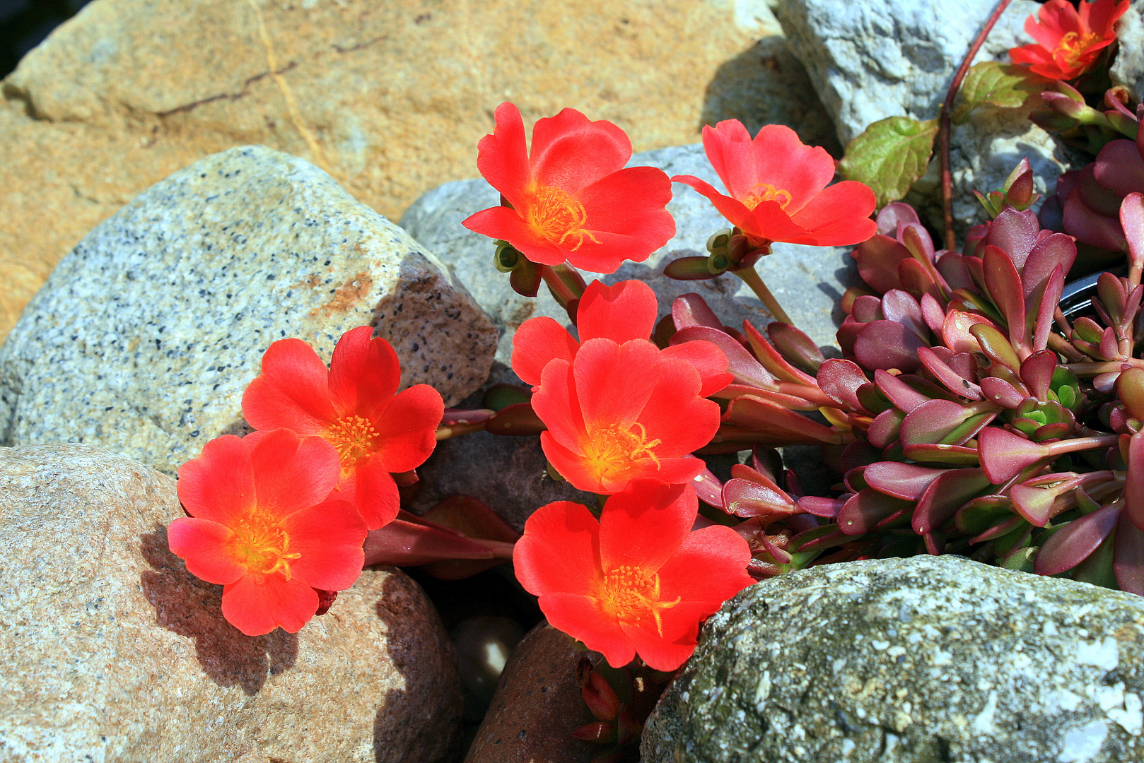 Mittagsblumen in meinem Garten