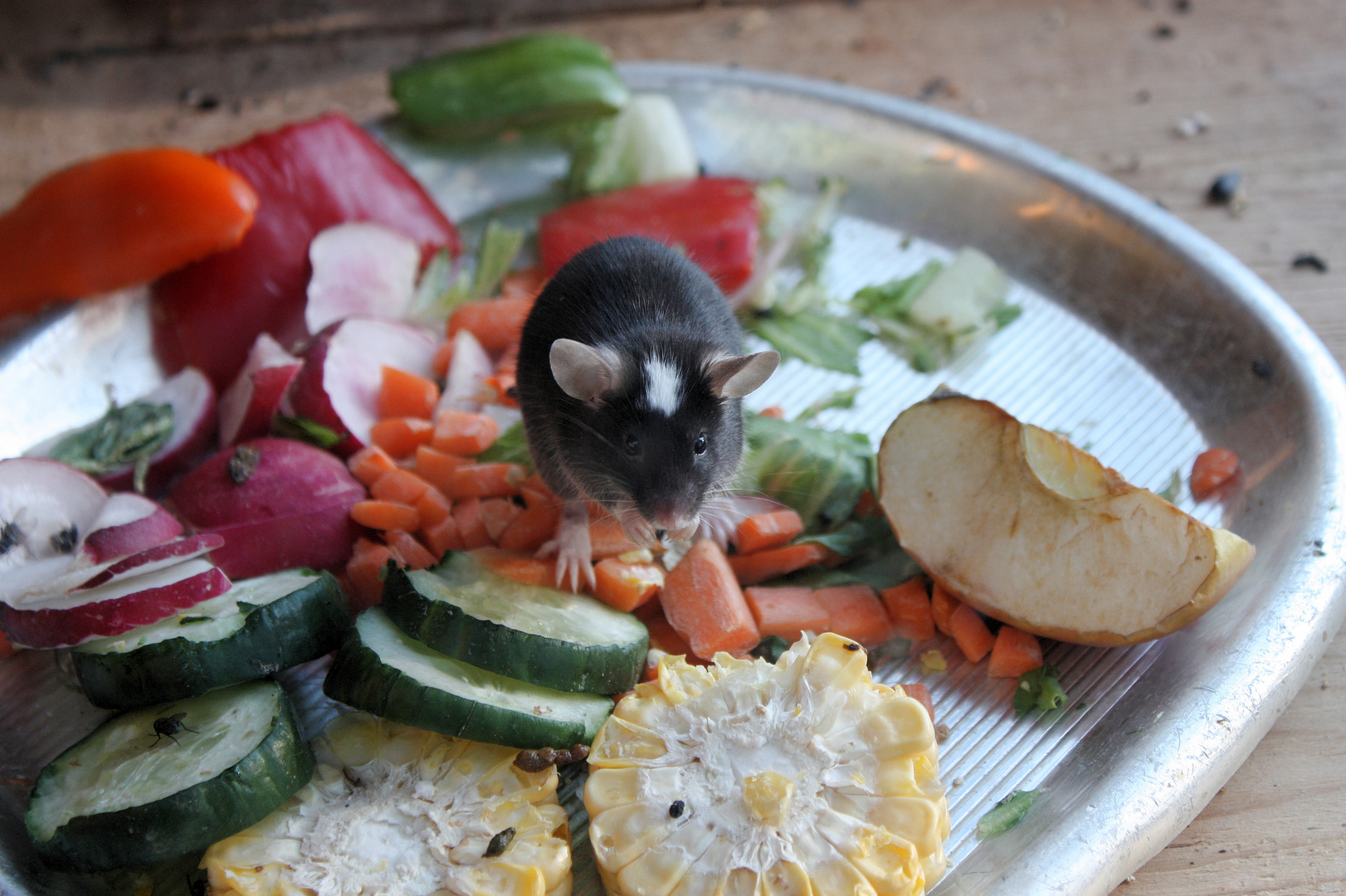 Mittagsbuffet bei Familie Maus im Tiergartengehege