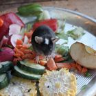Mittagsbuffet bei Familie Maus im Tiergartengehege