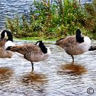 Mittagschlaf , am Ökosee in Dillingen /Saar