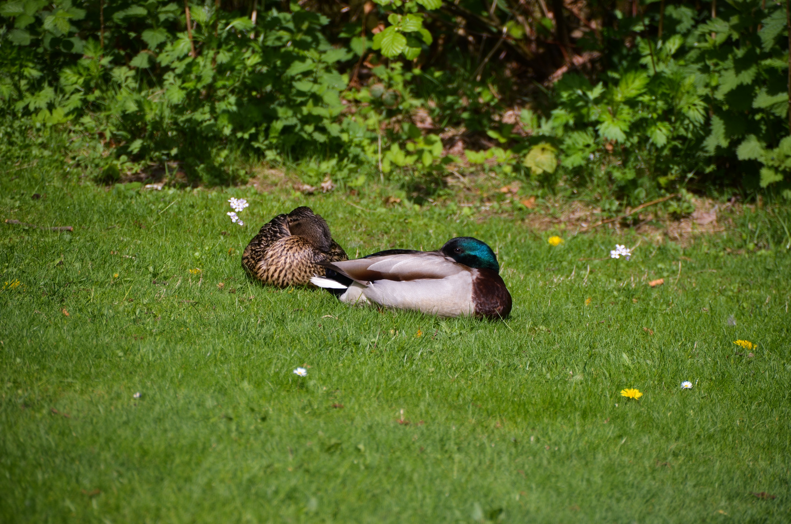 Mittagschlaf am Teich