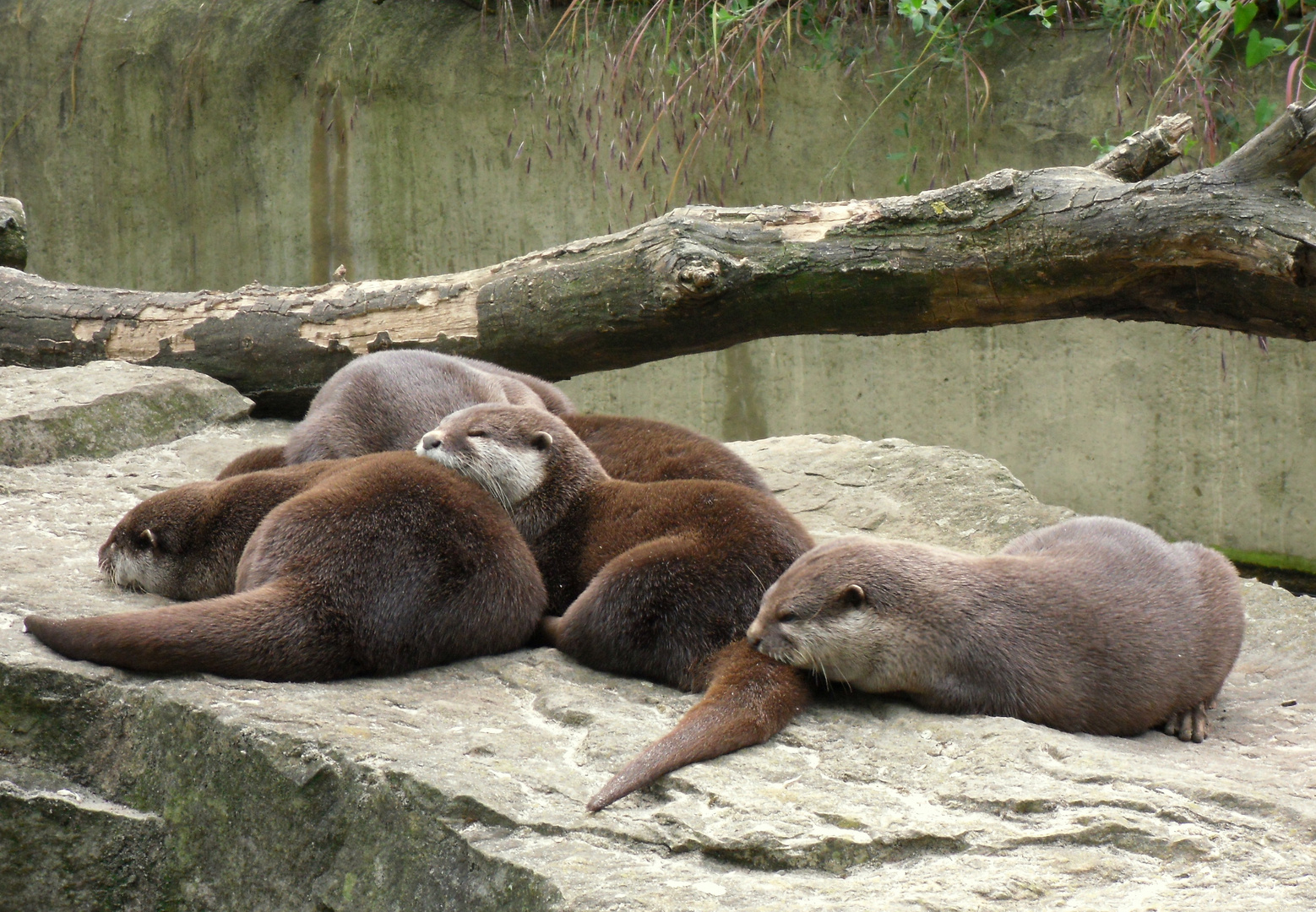 Mittagschlaf der Otter