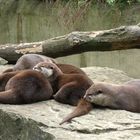 Mittagschlaf der Otter