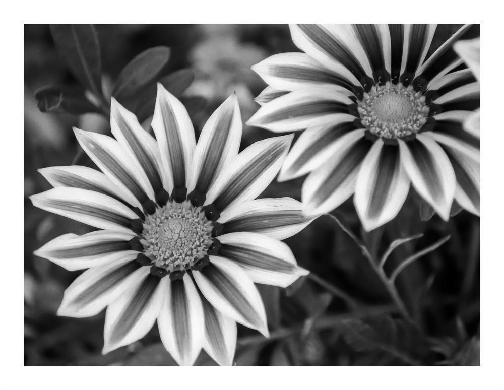 Mittagsgold Foto &amp; Bild analog, schwarzweiss, blumen Bilder auf