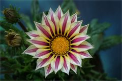 Mittagsgold (Gazania)