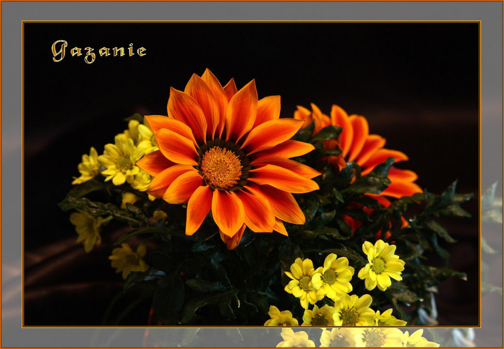 ........... "Mittagsgold (Gazania)........"