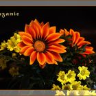 ........... "Mittagsgold (Gazania)........"