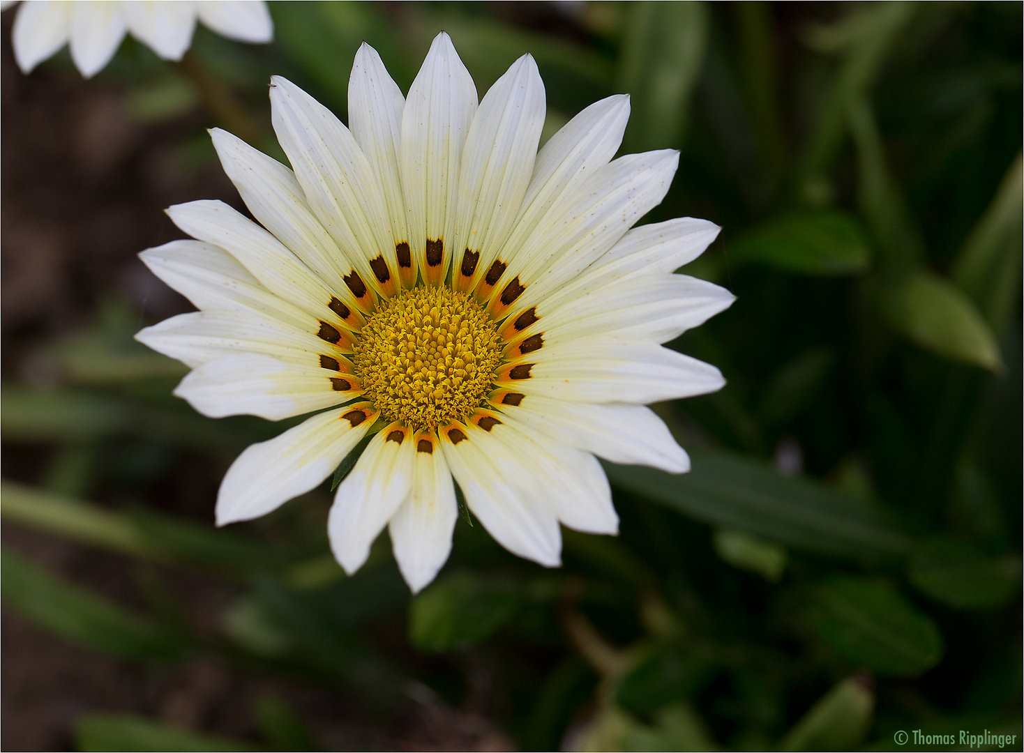 Mittagsgold (Gazania rigens)